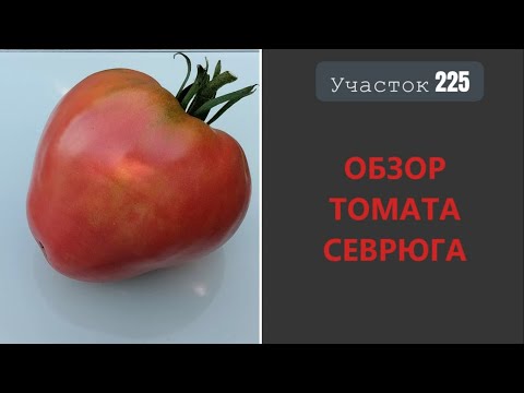 Видео: Томат Севрюга. Пожалуй, лучший из мясистых!