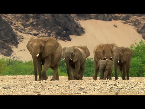 Видео: Как слоны выживают в самой враждебной пустыне мира (пустыня Намибии)