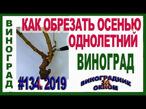 Видео: 🍇  Обрезка однолетнего винограда. Часть 1. С чего начать? Основы обрезки и формировки.