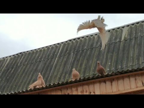 Видео: Однохлористый йод , обработка голубятни с голубями.2.12.2021г