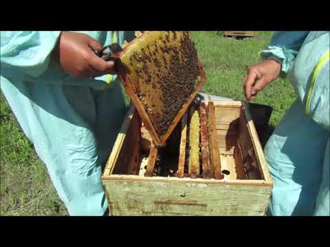 Видео: Двухрамочные майские отводки на сегодняшний день.