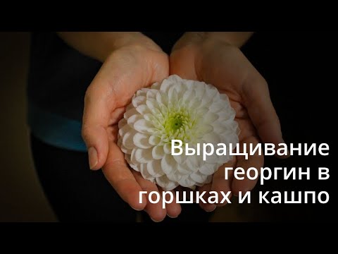 Видео: Выращиваем георгины  в горшках и кашпо.