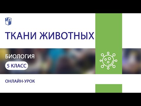 Видео: Биология. Ткани животных. Практика