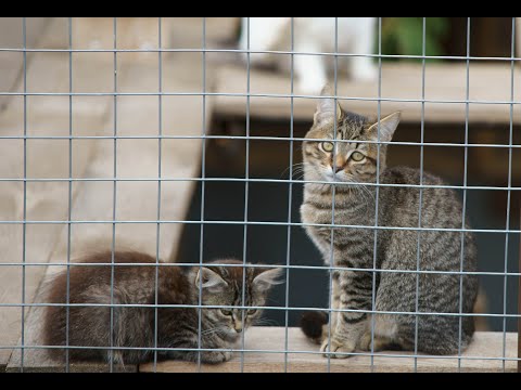 Видео: Лохматая Душа...взгляд со стороны блогеров.