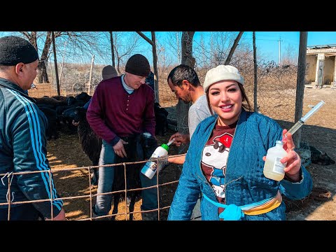 Видео: УЗБЕКИСТАН! Жизнь КОЧЕВЫХ ПАСТУХОВ!  Быт и ТЯЖЕЛЫЙ труд, купание БАРАНОВ. Готовим мясо с картошкой!