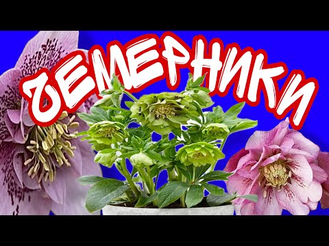 Видео: #чемерники 