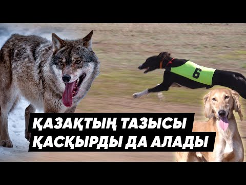 Видео: Бір елді ашаршылықтан аман алып қалған тазы