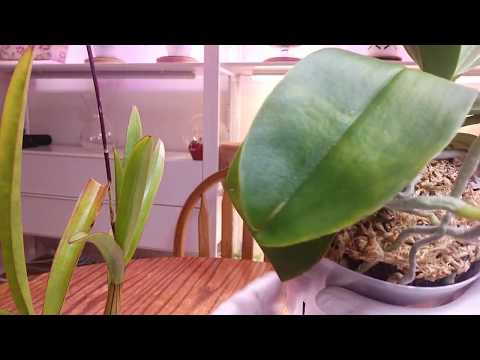 Видео: Вирус цимбидиумной мозаики на орхидеях Cymbidium Mosaic Virus CyMV