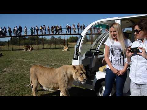 Видео: Однажды в Саванне ...
