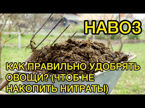 Видео: НАВОЗ - ЗОЛОТО ИЛИ ОПАСНЫЙ ВРАГ В ОГОРОДНИЧЕСТВЕ? ...какие минусы использования этого удобрения