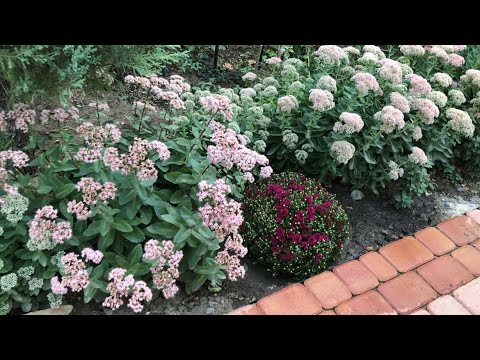 Видео: ПЕРЕДЕЛКИ И НОВЫЕ РАСТЕНИЯ В САДУ. Начало осенних работ🌿