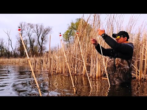 Видео: Ловля ОГРОМНЫХ КАРАСЕЙ на ПРИМИТИВНУЮ СНАСТЬ!!!