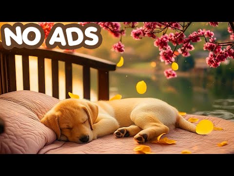 Видео: 🐾 12 часов музыки для собак (без рекламы) | Нежные мелодии для спокойного сна и восстановления энер