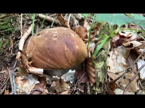 Видео: ПОТУЖНА ХВИЛЯ БІЛИХ ГРИБІВ В КАРПАТАХ ПЕРЕМОЖЕНА ГРИБНИКАМИ... АЛЕ ГРИБИ ЩЕ Є))) 22.09.2023