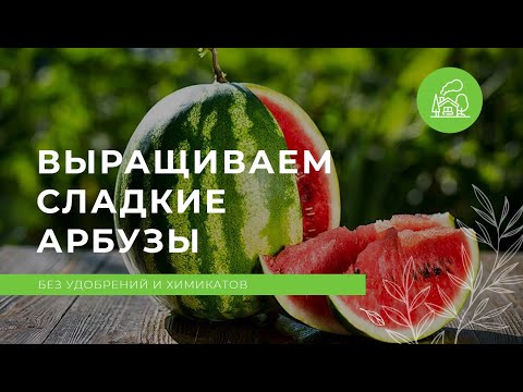 Видео: Как вырастить арбуз