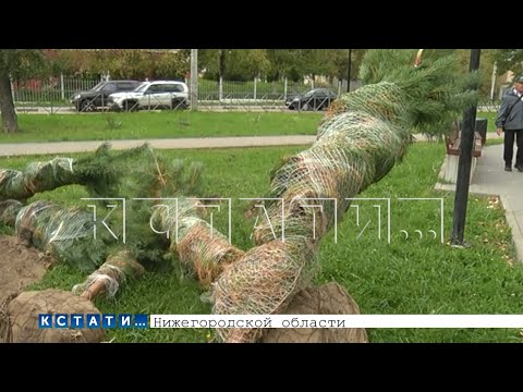 Видео: Да кто же их посадит -  саженцы, привезённые для озеленения города, бросили засыхать на улице