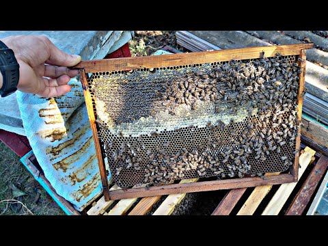 Видео: НАЛИЧИЕ КОРМОВ В СЕМЬЯХ на 3.09.2025