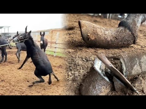 Видео: Копыто осла длиной в полметра после семи лет без ремонта