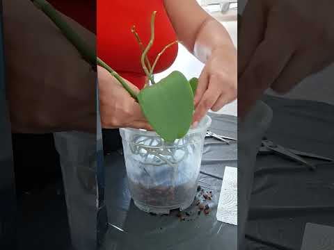 Видео: Спасение орхидеи,  моя первая попытка 😲🤦‍♀️