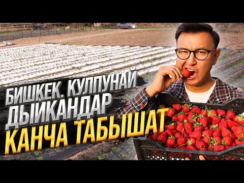 Видео: КУЛПУНАЙ өстүрүп ДЫЙКАНДАР 10 соток Жерден КАНЧА ТАБЫШАТ?