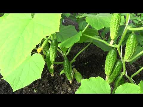 Видео: Выращивание огурцов привитых на разные подвои.
