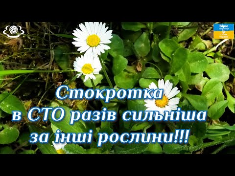 Видео: Стокротка в сто разів сильніша за інші рослини!!!🌺