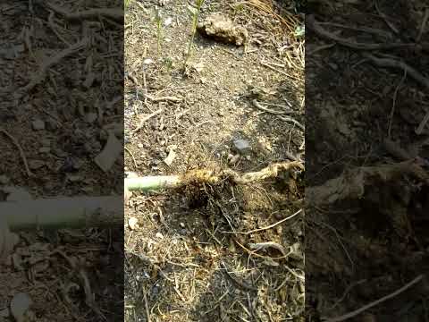 Видео: где ломается ствол табака.