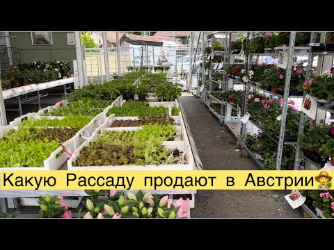 Видео: КАКУЮ РАССАДУ 🌺🥒🌶️🥬ПРОДАЮТ В АВСТРИИ👩‍🌾🍅🍉