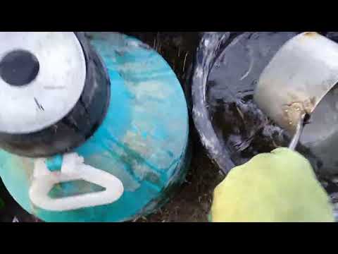 Видео: ПОДКОРМКА КАБАЧКОВ против гнили плодов и на большой и вкусный урожай. ВСЕ ТЫКВЕННЫЕ ЛЮБЯТ ЭТО!