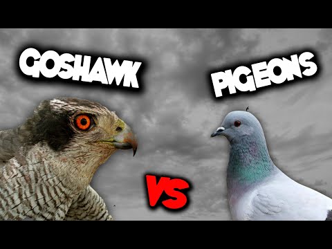 Видео: ЯСТРЕБ vs ГОЛУБИ | Goshawk and pigeons