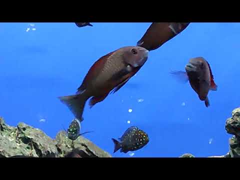 Видео: Три года проживания Трофеусов в аквариуме 240 л.