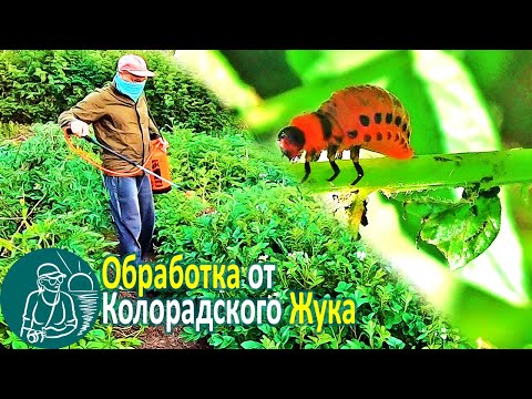 Видео: Чем обработать картофель 🥔 Средство от колорадского жука 🌿 Битоксибациллин 🐛 Опыт Гордеевых