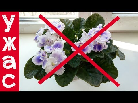 Видео: НИКОГДА ТАК НЕ ДЕЛАЙТЕ С ФИАЛКОЙ! ИНАЧЕ БУДЕТ ПОЗДНО