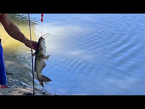 Видео: ЛОВИМ СОМА НА ПЕЧЕНЬ ,РЫБАЛКА И ОТДЫХ НА КУБАНИ.