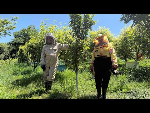 Видео: Жизнь пчеловодов в ДЗОРАГЮХЕ, сад и вкусный кофе
