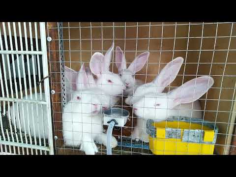Видео: Жизнь кроликов🐰 на улице летом. жара 🔥 по Николаевски