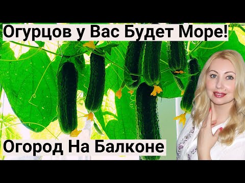 Видео: ЖАЛЕЮ, что Раньше ТАК НЕ выращивала ОГУРЦЫ! Теперь Сажаю ТОЛЬКО ТАК, и Всегда Отличный Урожай!