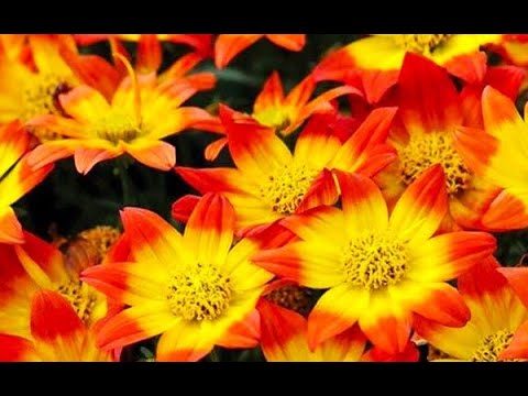 Видео: ЦВЕТОК-СКАЗКА! ЦВЕТЁТ ОБИЛЬНО И НЕУСТАННО С ВЕСНЫ ДО МОРОЗОВ