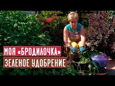 Видео: Зеленое удобрение 🌱 Рецепт проверенный временем / Садовый гид