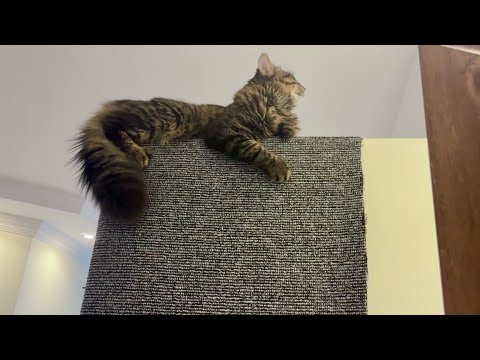 Видео: Это было лучшее решение