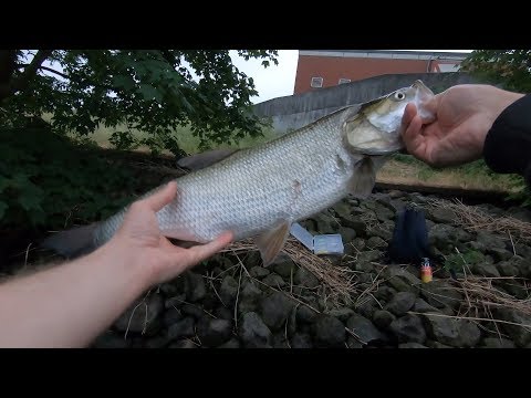 Видео: Жерех на воблер, Герамия, город Гамбург, река Эльбе.