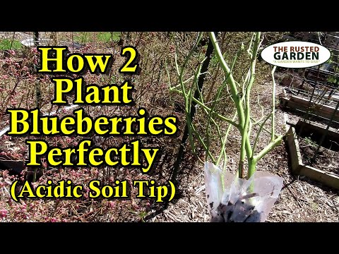 Видео: Как правильно сажать голубику и управлять кислой почвой: все шаги для активного роста в первый год