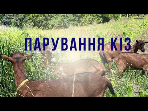 Видео: Спарювання юних кіз: Найкраща стратегія