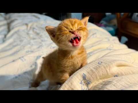 Видео: Самые ДРАМАТИЧНЫЕ котята на свете! 😂 Смешные видео с кошками 2025 года