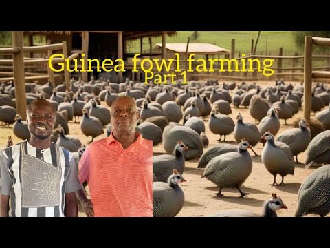 Видео: Информация о разведении цесарок в Гане: прибыль, проблемы и т. д.