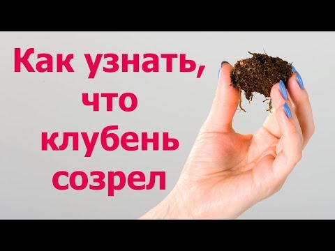 Видео: Как узнать, что клубень созрел. О клубневых бегониях.