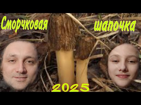 Видео: Сморчковая шапочка 2025