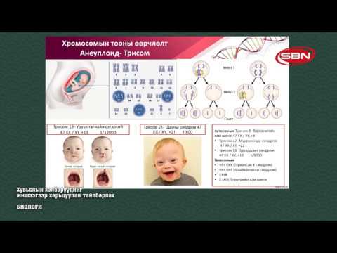 Видео: БИОЛОГИ - ХУВЬСЛЫН ХЭЛБЭРҮҮДИЙГ ЖИШЭЭГЭЭР ХАРЬЦУУЛАН ТАЙЛБАРЛАХ