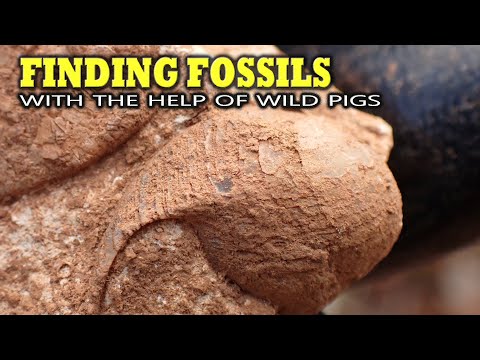 Видео: Поиск окаменелостей с помощью диких свиней