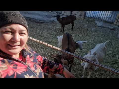 Видео: Тіркелеміз лайк басамыз